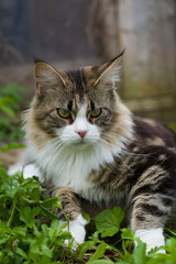 Liegende Maine Coon