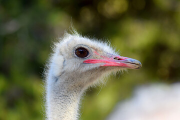 The head of the largest bird on earth is an ostrich