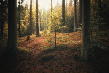 Obraz premium Herbstliches Licht im mystischen Wald