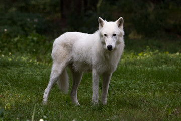 Naklejka na ściany i meble white wolf canis lupus