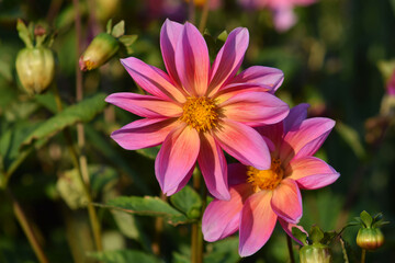 Dahlia flower in the evening light