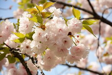 Light white pink sakura with green leaves blossom under sun