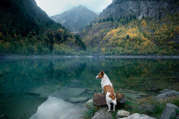 dog on a stone on a mountain lake. autumn mood. Jack Russell Terrier on nature