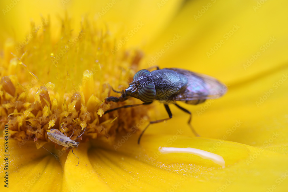 Poster Flies and insects on yellow flowers