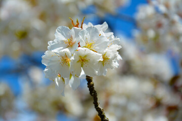 White sakura in Sunny day in April Japan