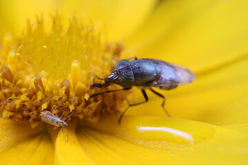 Flies and insects on yellow flowers