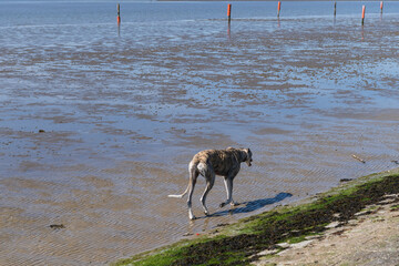 Galgo im Watt