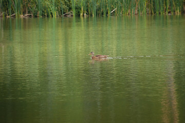 Duck swimming in the blue lake