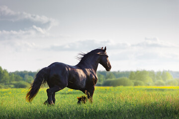 Black Friesian horse runs  in summer time - 375385560