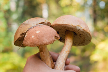 Boletus edulis edible mushroom in the forest