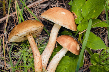 Boletus edulis edible mushroom in the forest