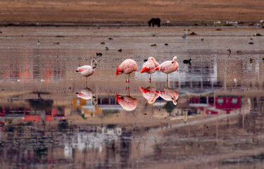 flamingos reflection 