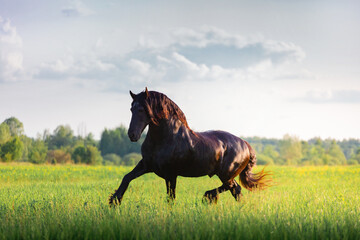 Black Friesian horse runs  in summer time
