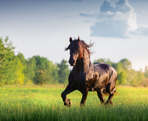 Black Friesian horse runs  in summer time