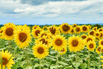 A field with bright yellow sunflowers against a cloudy sky.