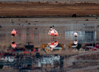 flamingos fusion
