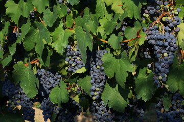 Bunches of black grapes for the production of Lambrusco wine, emilia romagna, italy