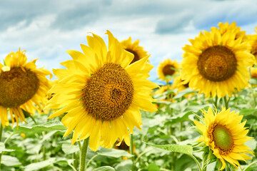 Fototapeta premium close-up of a sunflower flower in a farm field
