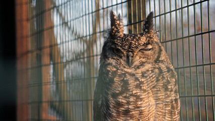 A very tired beautiful owl      