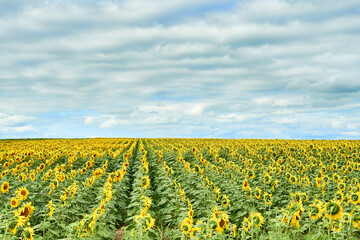 Field with bright yellow sunflowers.