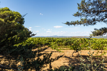 Vue sur le Pic Saint-Loup et l'Etang de l'Arnel depuis le vignoble de la presqu'ile de Maguelone (Occitanie, France)