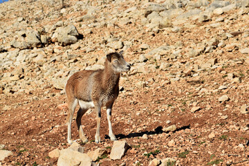 goat with horns