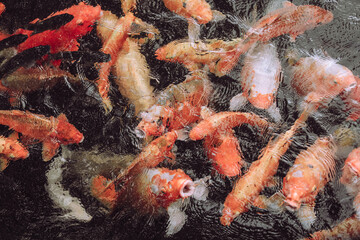 Huge orange, yellow, white carp koi fish swimming above surface in a pond and hunting for food, Tirta Gangga Water Temple, Bali, Indonesia