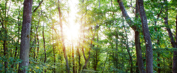 Fototapeta na wymiar Summer forest with bright sun shining through the trees