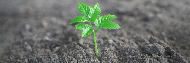 green sprout growing on fresh black soil