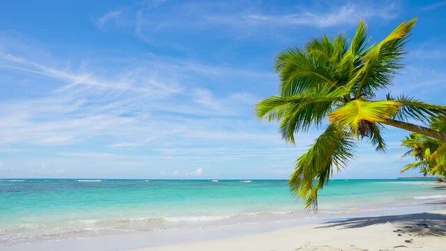 Palm tree on the beach landscape. Summer sunny vacation on the sea. Crystal clear sea water and clear wild beach background.