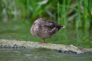 wild ducks swim on the river