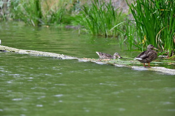 wild ducks swim on the river