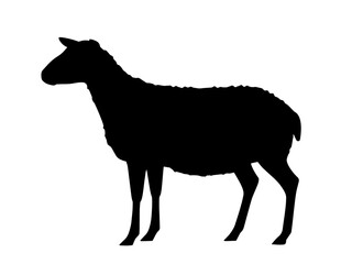 Vector illustration sillhouette of female sheep. Farm animal, domestic small cattle, isolated on white.	
