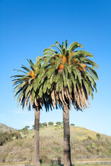 Obraz premium 椰子の木