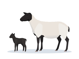 Vector illustration of sheep with young lamb. Farm animals, domestic small cattle adult and young.	
