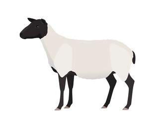 Vector illustration of female sheep. Farm animal, domestic small cattle, isolated on white.	
