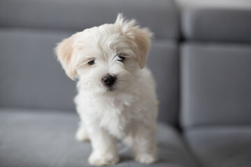 Cute little maltese dog puppy, sitting on the couch at home, looking at camera