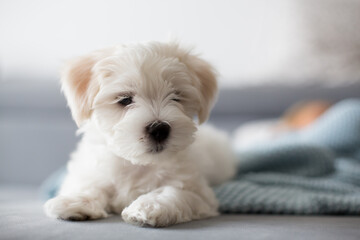 Cute little maltese dog puppy, sitting on the couch at home, looking at camera - obrazy, fototapety, plakaty