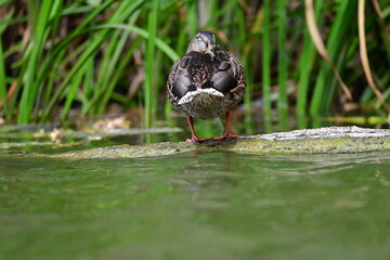 wild ducks swim on the river
