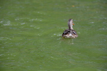 wild ducks swim on the river