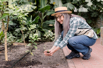 Horizontal image of senior woman gardener wearing jeans, shirt, apron and hat, working in a greenhouse, planting little plant succulent out of pot in the soil. The concept of gardening and hothouse