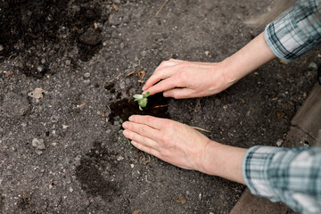 Top close up view of elderly female florist gardener wearing checkered shirt, working with little plant succulent in greenhouse, putting it into soil. Gardening concept