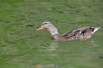 wild ducks swim on the river