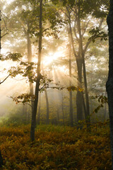 Morning sunlight beams into the foggy forest