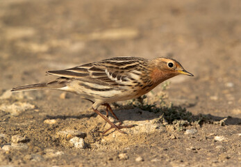 Red-throated pipit at Bahrain