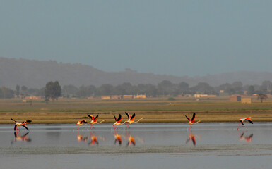 greater flamingo in the salt lake 