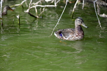 Fototapeta premium wild ducks swim on the river