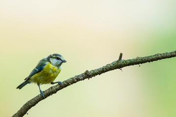 A blue tit (Cyanistes caeruleus / Parus caeruleus)