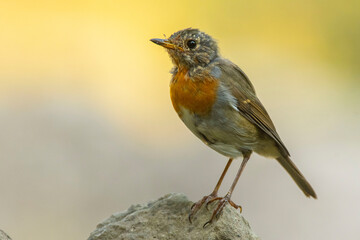 A European robin (Erithacus rubecula)