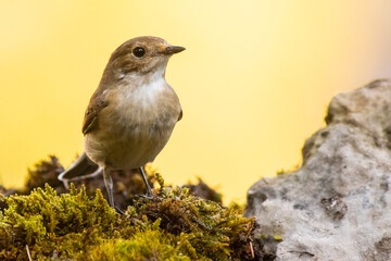 A european pied flycatcher (Ficedula hypoleuca)